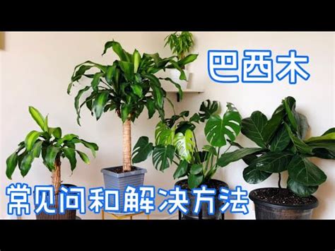 室內巴西鐵樹|巴西鐵樹照顧指南：養護秘訣，讓你的室內綠意生機盎。